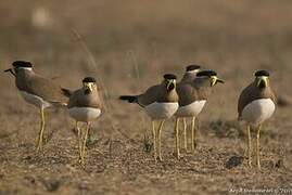 Yellow-wattled Lapwing