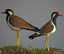 Red-wattled Lapwing