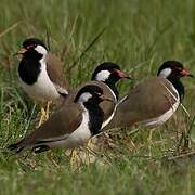 Red-wattled Lapwing