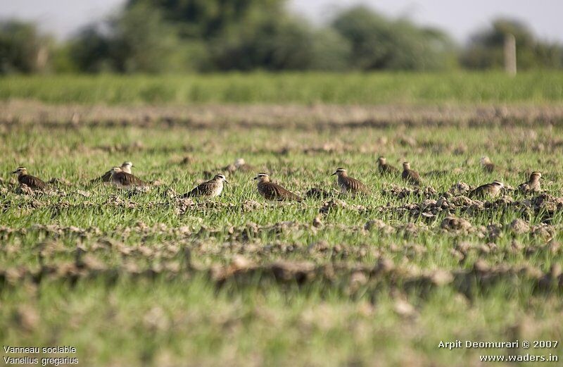 Sociable Lapwing