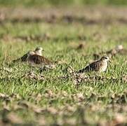 Sociable Lapwing