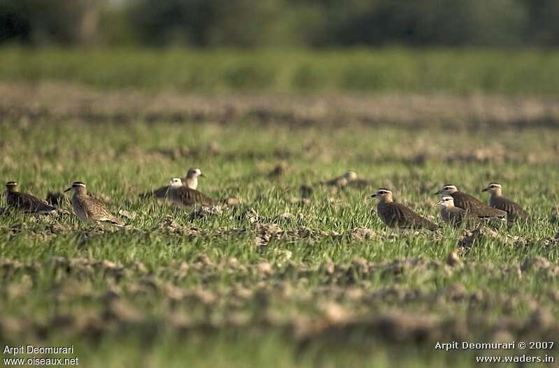 Sociable Lapwing, habitat, Behaviour