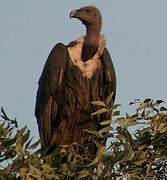 White-rumped Vulture