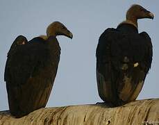 White-rumped Vulture