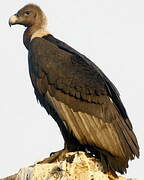 White-rumped Vulture