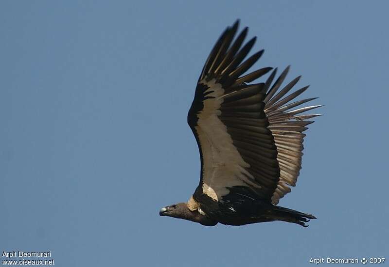 White-rumped Vultureadult, pigmentation, Flight