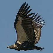 White-rumped Vulture