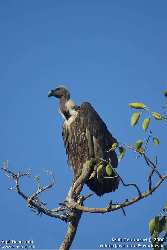 Vautour chaugounadulte, identification