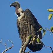 White-rumped Vulture