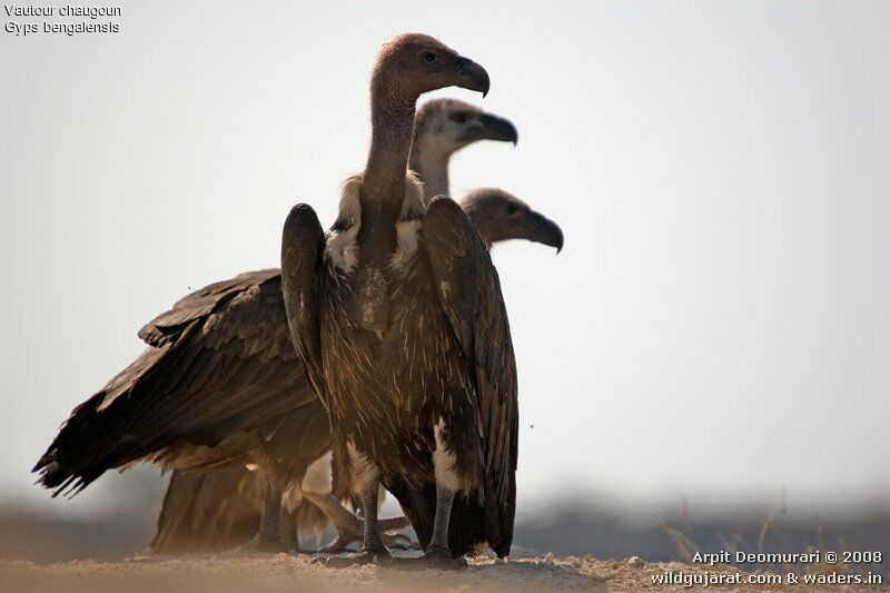 White-rumped Vulture