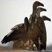 White-rumped Vulture