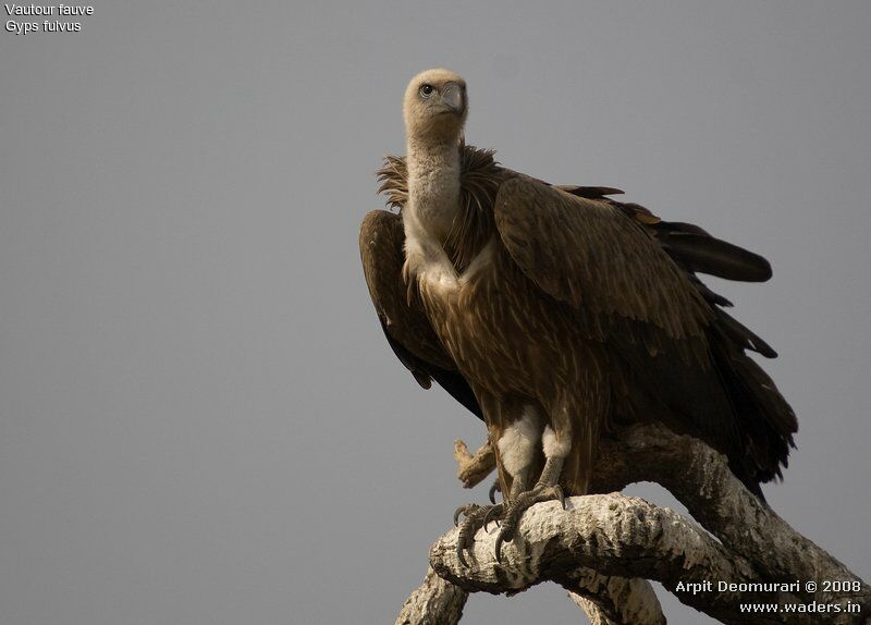 Griffon Vulture