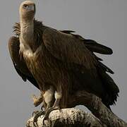 Griffon Vulture