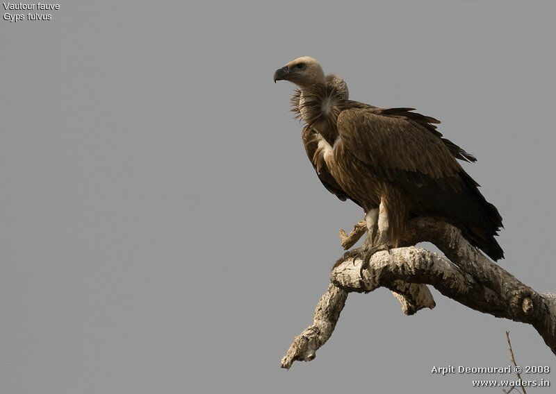 Vautour fauve