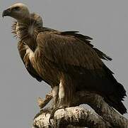 Griffon Vulture