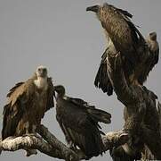 Griffon Vulture