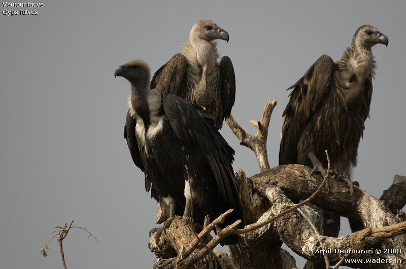 Griffon Vulture