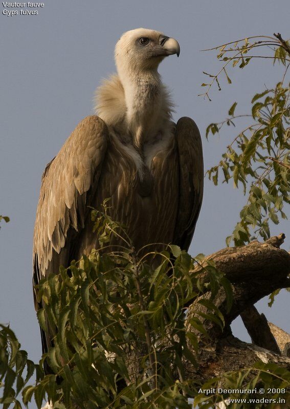 Vautour fauve