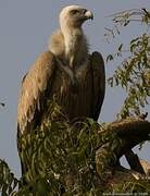 Griffon Vulture