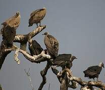 Indian Vulture