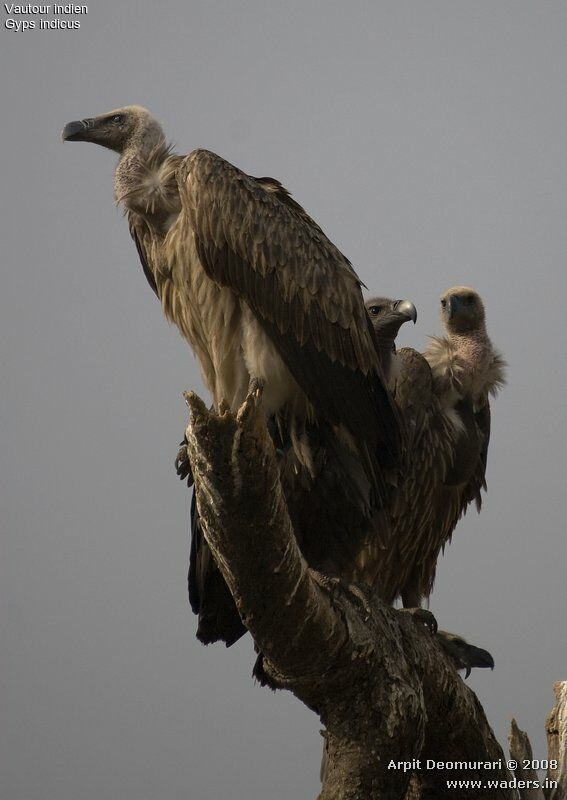 Indian Vulture