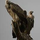 Vautour indien