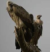 Indian Vulture