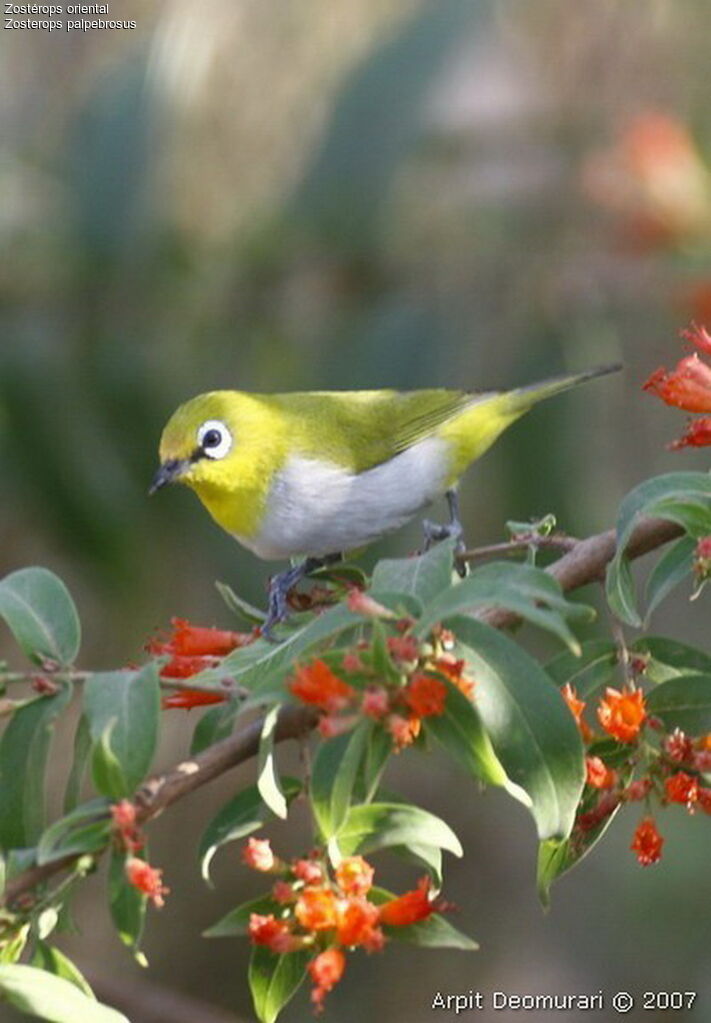 Zostérops oriental