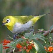 Indian White-eye