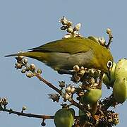 Indian White-eye