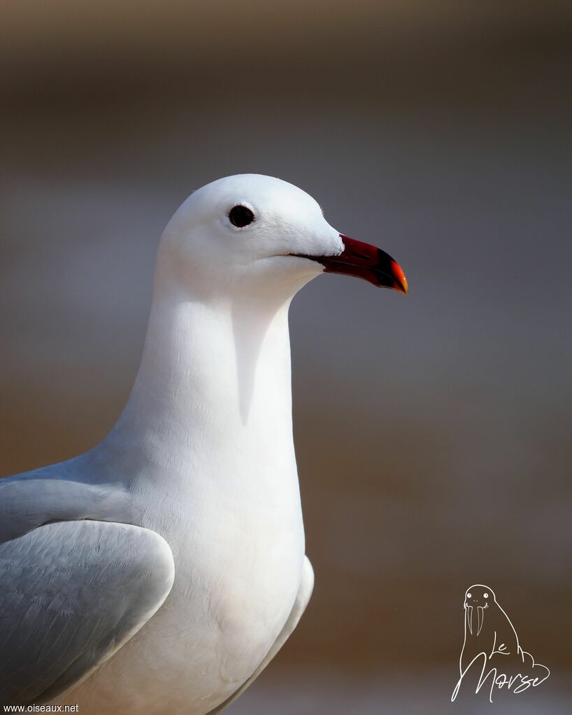 Goéland d'Audouin