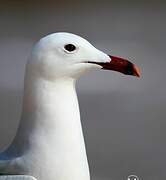 Goéland d'Audouin