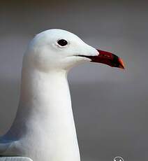 Goéland d'Audouin