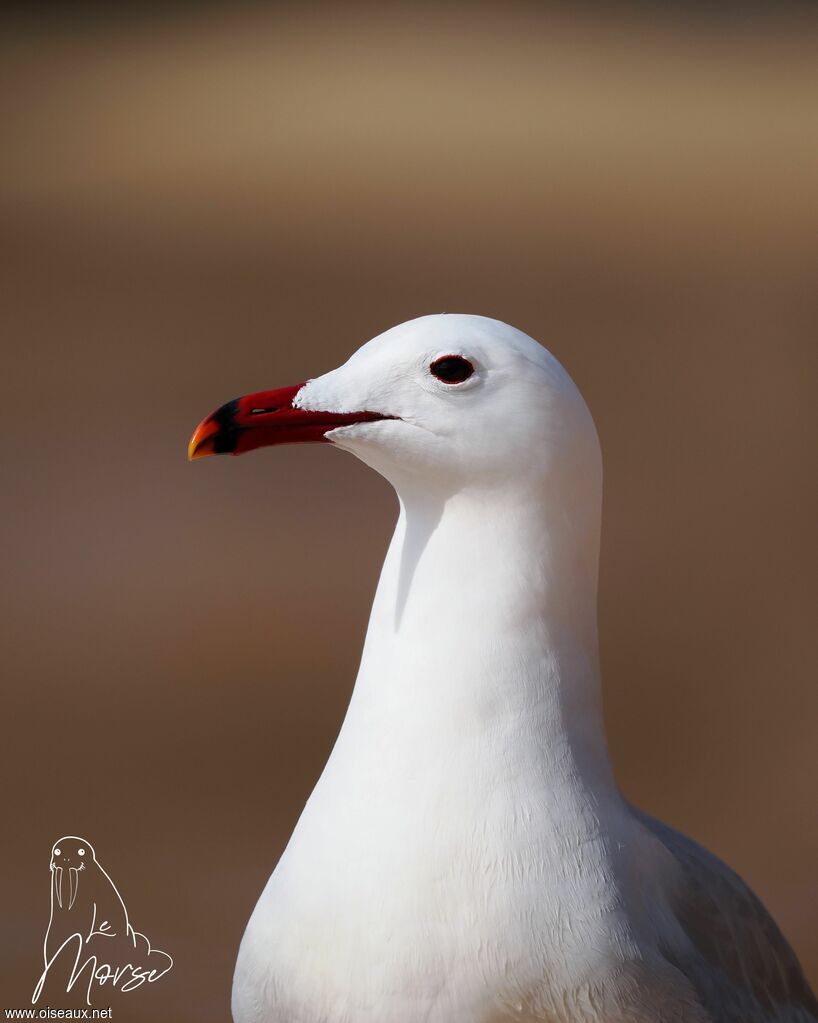 Goéland d'Audouin