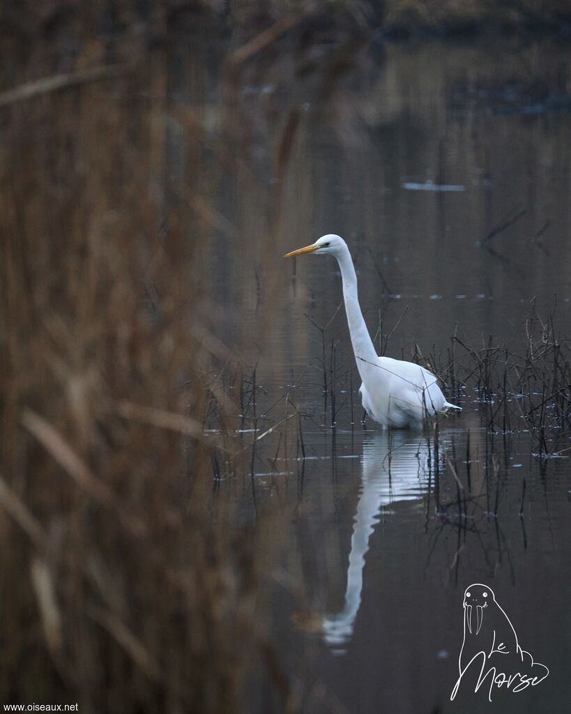 Great Egret