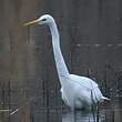 Grande Aigrette