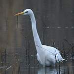 Grande Aigrette