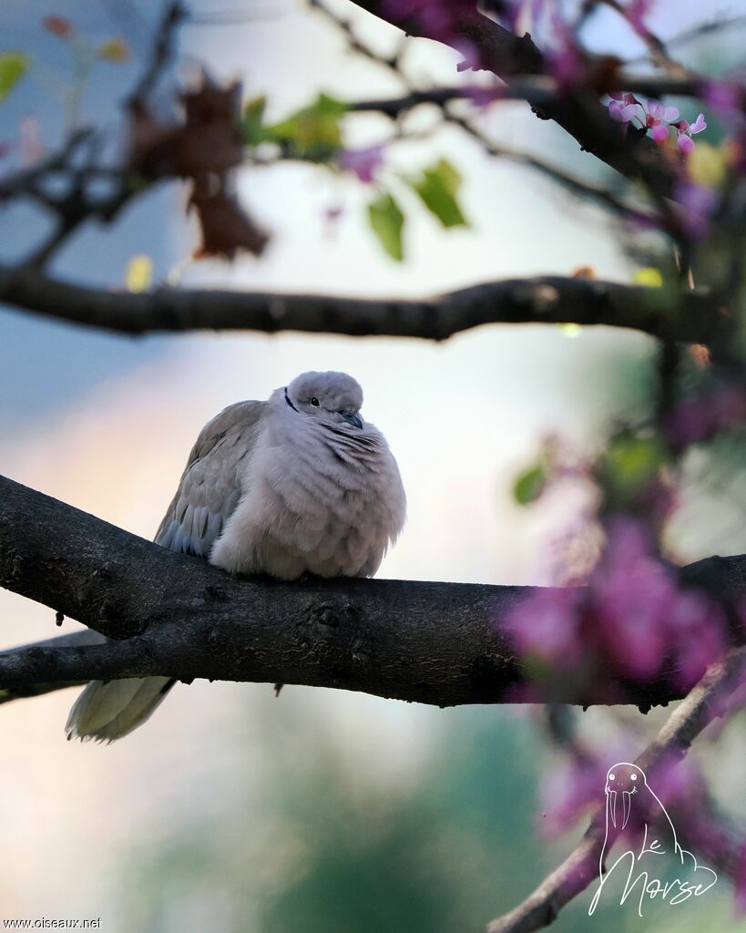 Eurasian Collared Dove