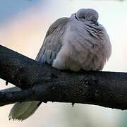 Eurasian Collared Dove