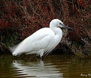 Aigrette garzette