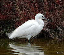 Aigrette garzette