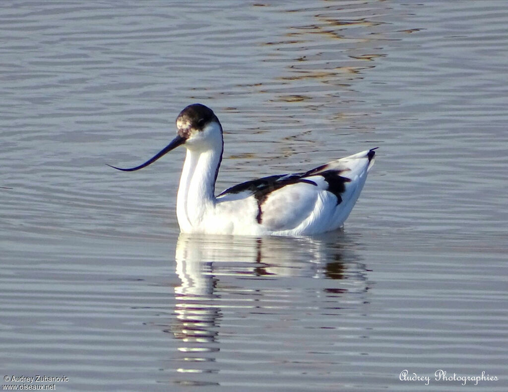 Pied Avocetadult, swimming