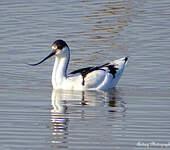 Avocette élégante