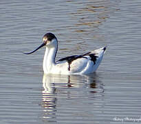 Pied Avocet