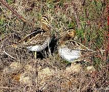 Common Snipe