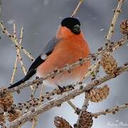 Eurasian Bullfinch