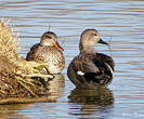 Canard chipeau