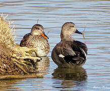 Gadwall