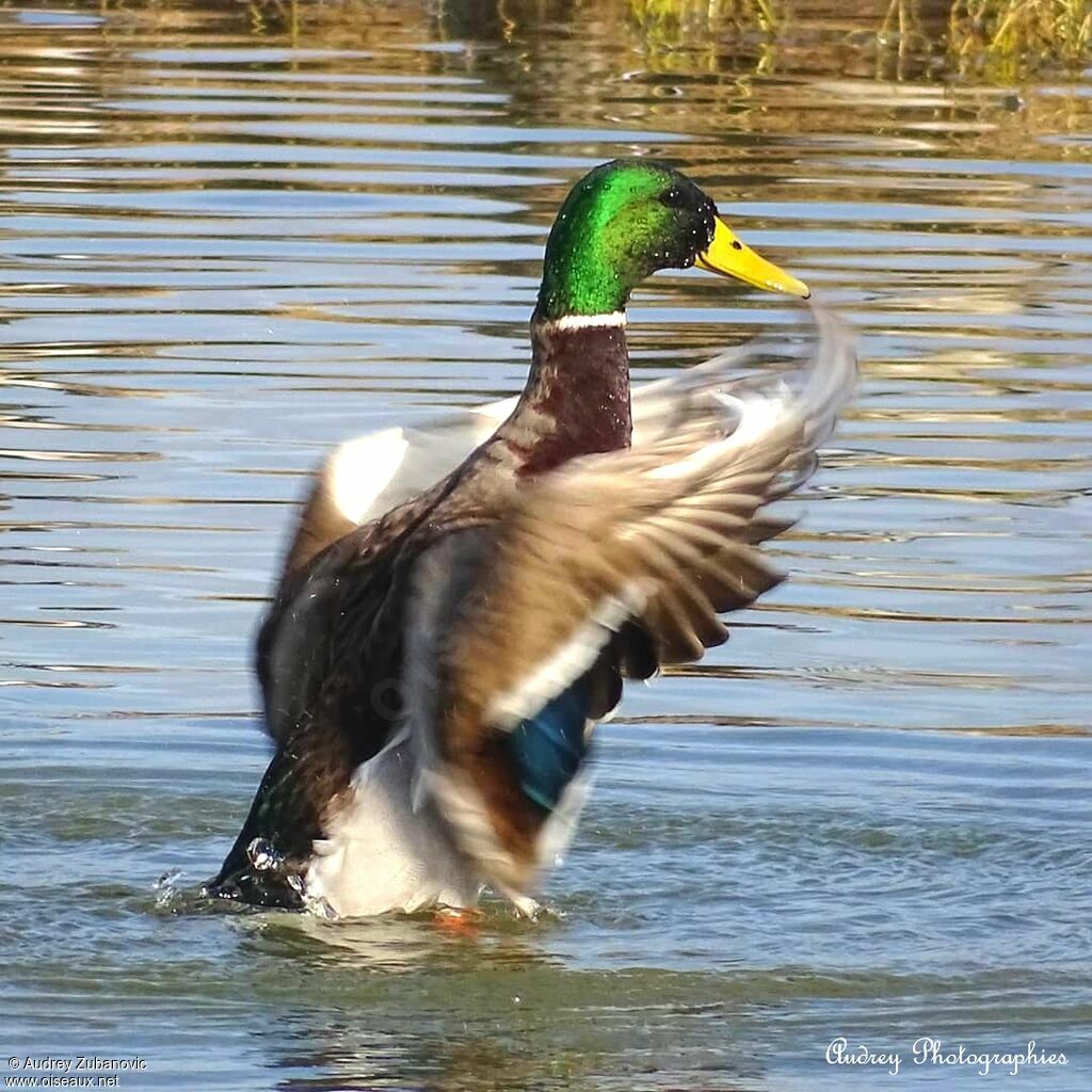 Canard colvert mâle, Vol