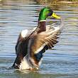 Canard colvert